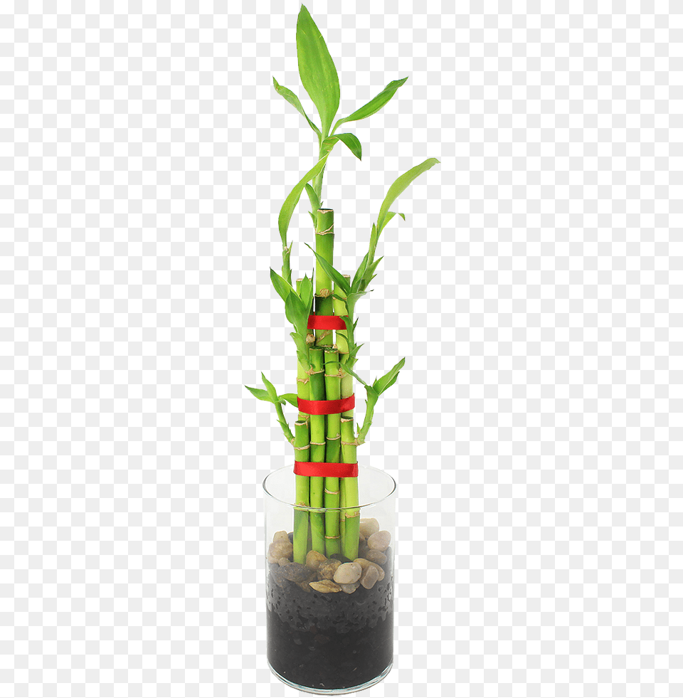 Feng Shui Bamboo Indoor Plantdata Rimg Lazy Houseplant, Plant Png