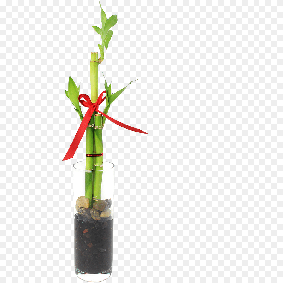 Feng Shui Bamboo Indoor Plantdata Rimg Lazy Rose, Jar, Flower, Flower Arrangement, Plant Free Png Download
