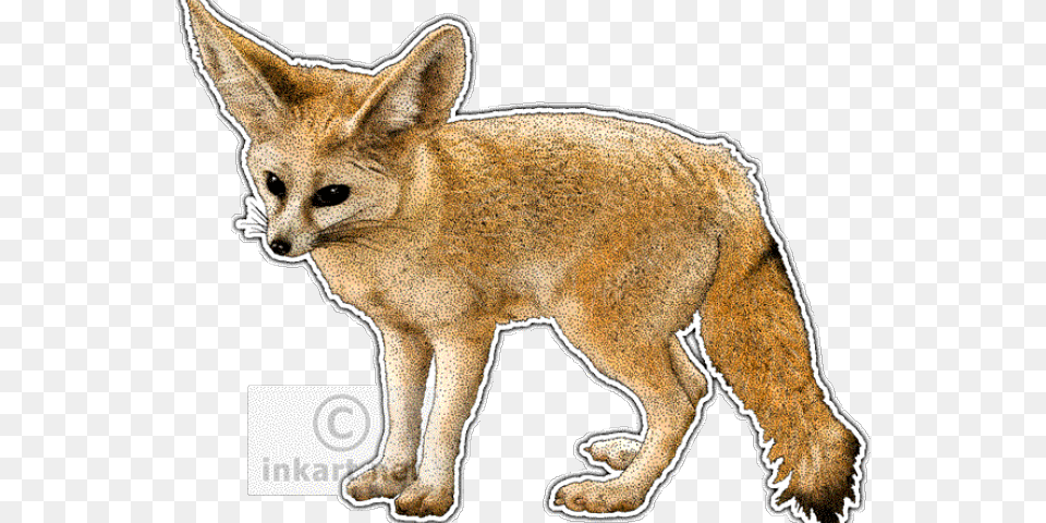 Fennec Fox Clipart Easy Drawing Difference Between Jackal Fox And Wolf, Animal, Canine, Kit Fox, Mammal Free Png Download