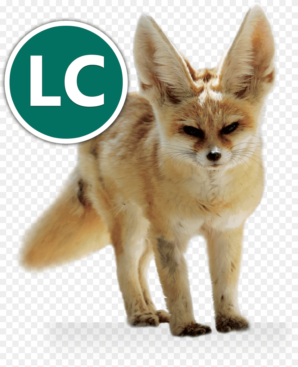 Fennec Fox Icon Conservation Volpe Bianca Del Deserto, Animal, Canine, Kit Fox, Mammal Free Transparent Png