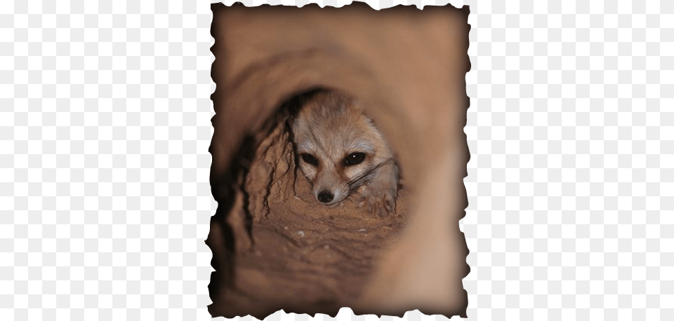 Fennec Fox Paw Power Height Doesn T Matter In Love, Animal, Canine, Kit Fox, Mammal Free Png Download