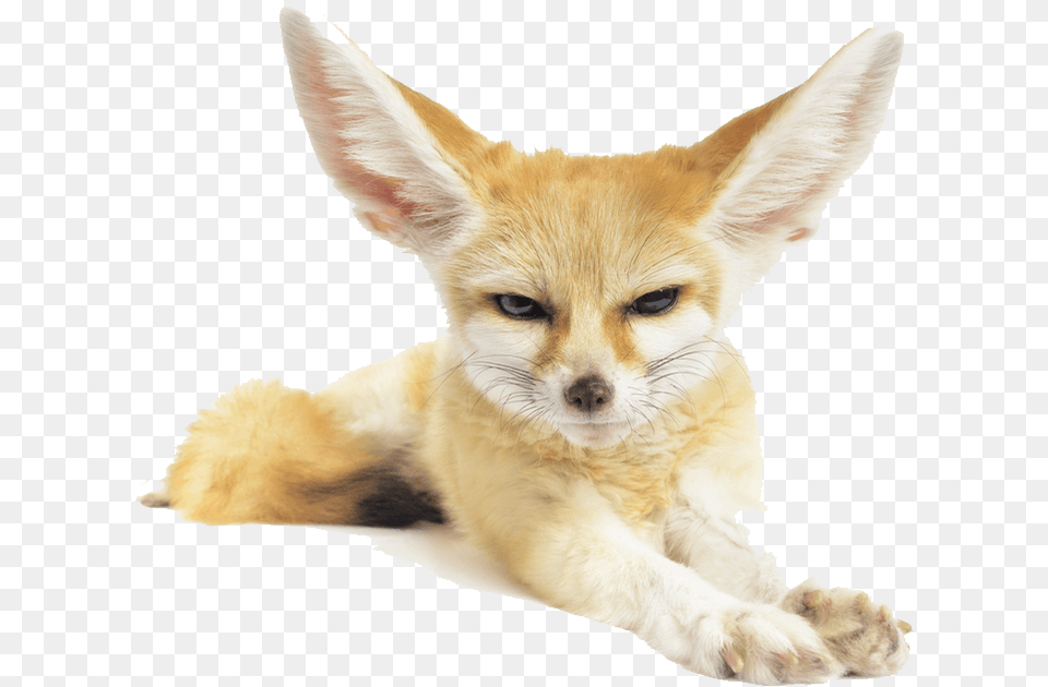 Fennec Fox Pic Clipart Fennec Fox Transparent Background, Animal, Canine, Kit Fox, Mammal Png