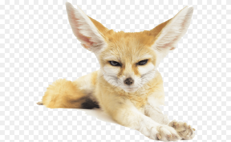 Fennec Fox Pic Desert Animals No Background, Animal, Canine, Kit Fox, Mammal Free Transparent Png