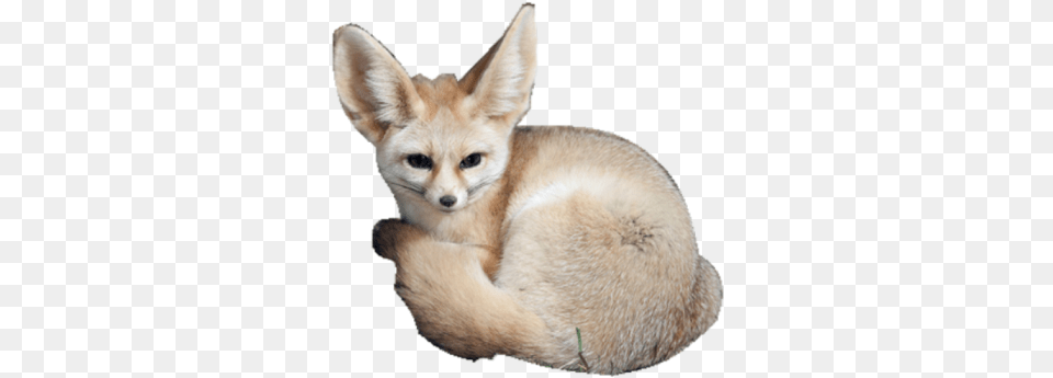 Fennec Fox Roblox Kit Fox, Animal, Canine, Kit Fox, Mammal Free Png Download