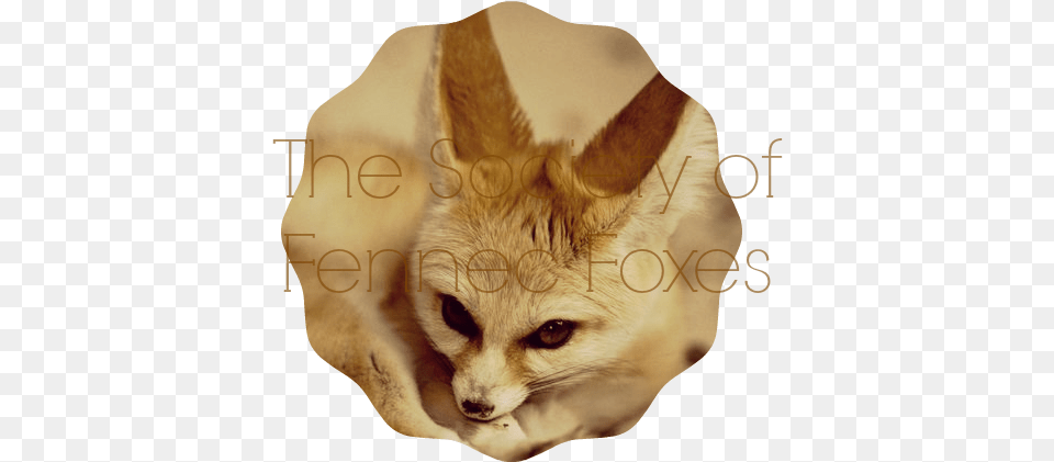 Fennec Fox Society Banner Small Dogs That Looks Like A Fox, Animal, Canine, Kit Fox, Mammal Free Transparent Png