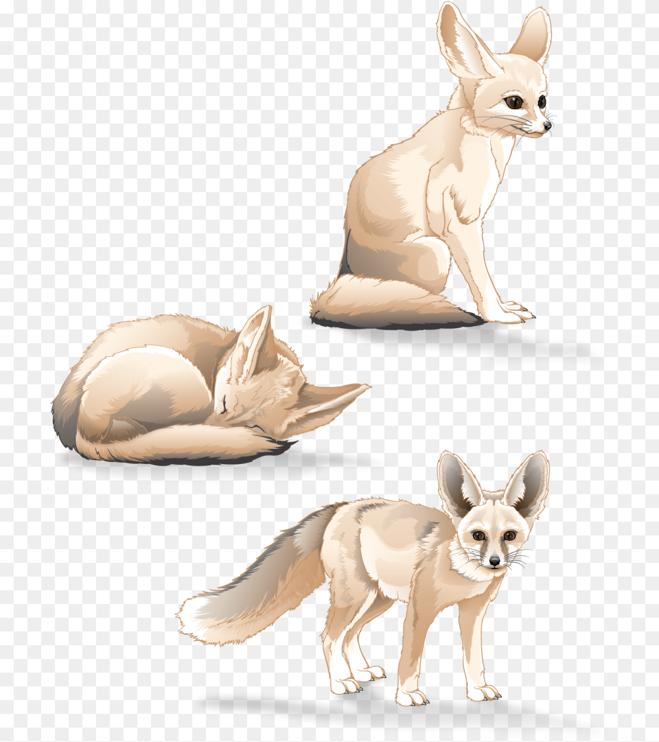 Fennec Fox Study Fennec Fox, Animal, Mammal, Kit Fox, Canine Png Image
