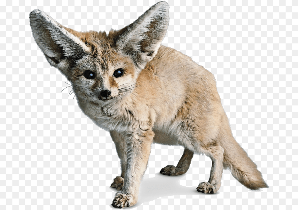 Fennec Fox Transparent Background, Animal, Canine, Kit Fox, Mammal Png