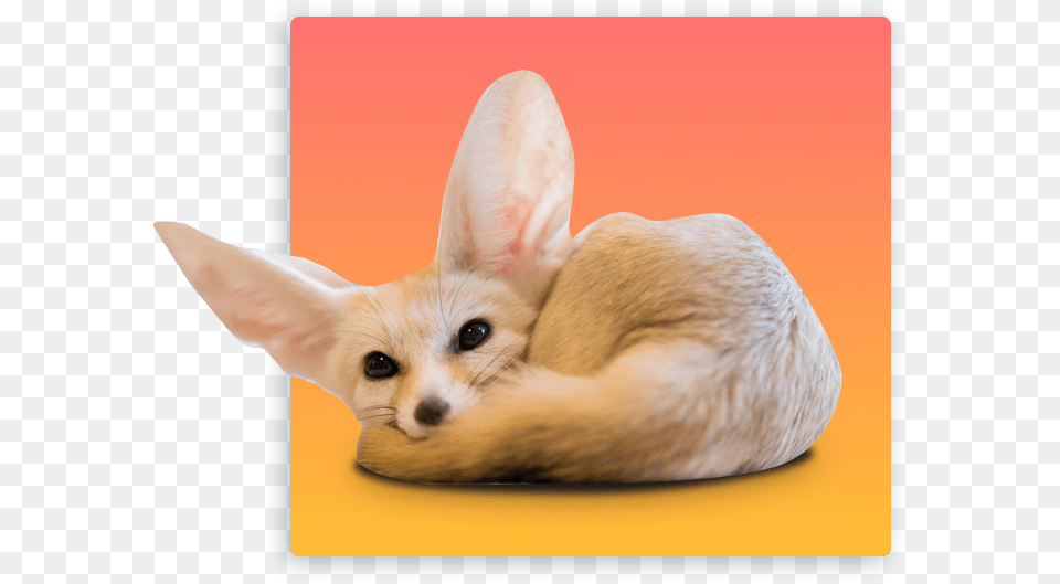 Fennec Foxes Transparent, Animal, Canine, Fox, Kit Fox Free Png Download