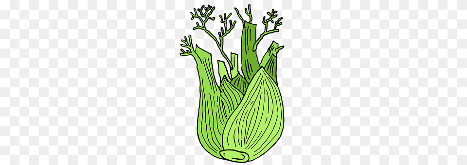 Fennel Food, Produce Png Image