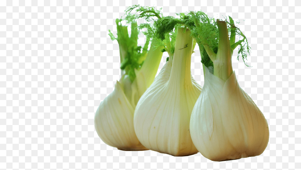 Fennel Drawing Celery Download Fenchel, Food, Produce, Plant Free Png