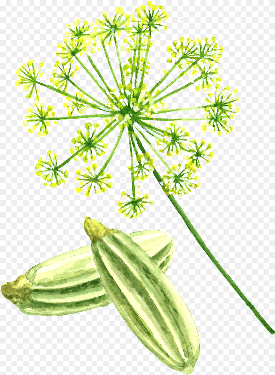 Fennel Seed, Food, Plant, Seasoning, Dill Png