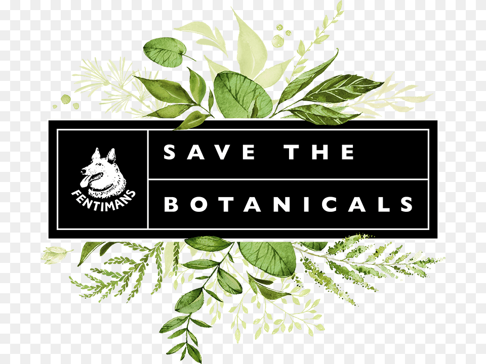 Fentimans Save The Botanicals Wedding Invitations, Herbal, Plant, Art, Leaf Free Transparent Png