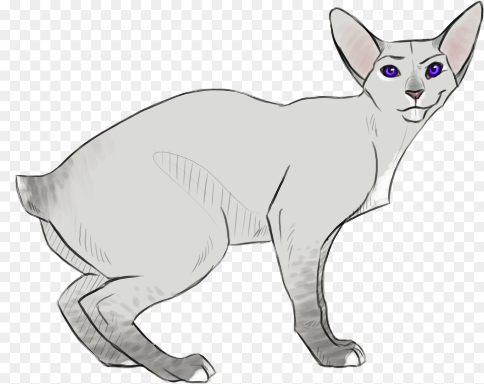 Feral Dobby Cat, Animal, Mammal, Pet Png