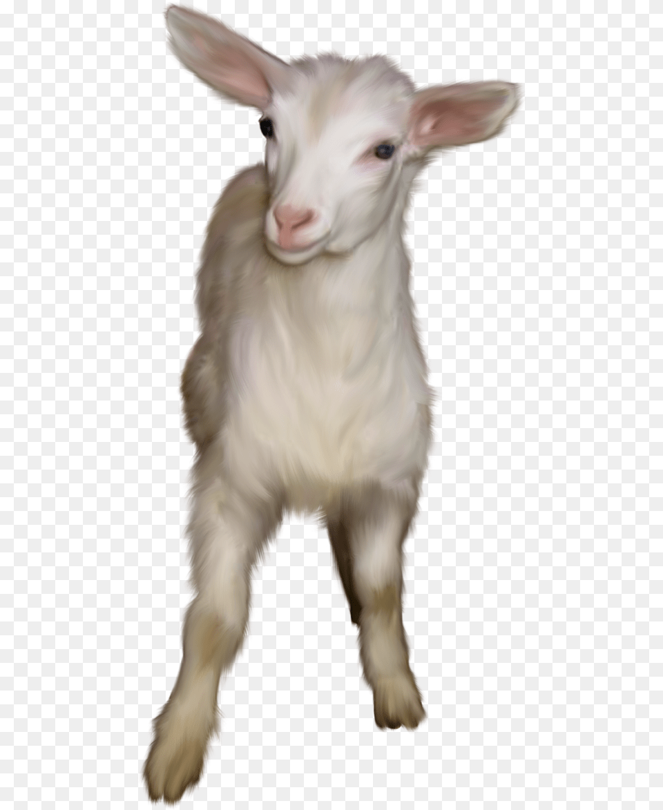 Feral Goat Snout Chivas Animal, Livestock, Mammal, Bird Free Png