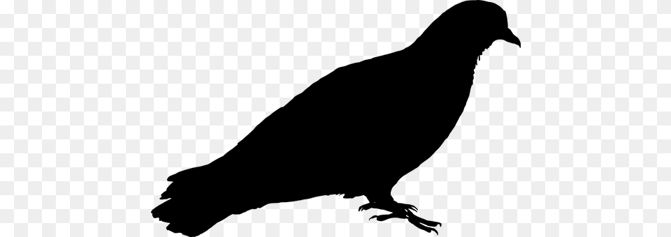 Feral Pigeon Gray Free Transparent Png