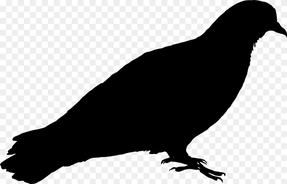 Feral Pigeon Bird Pigeon Photo Pigeon Silhouette, Gray Free Transparent Png