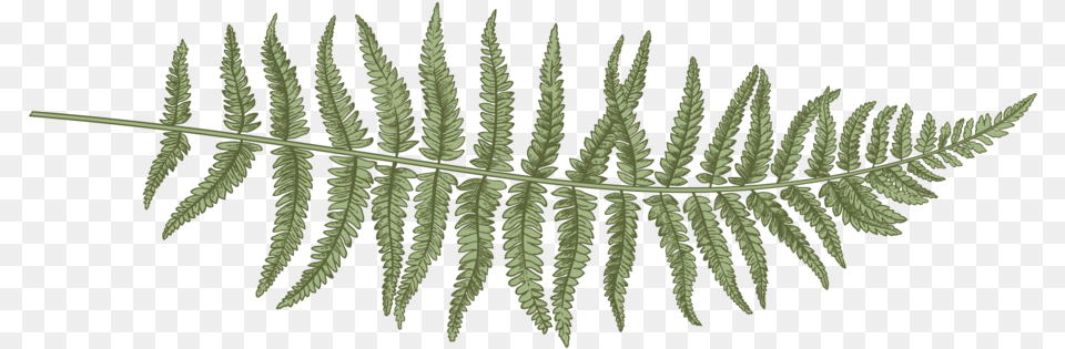 Fern 01 Fern, Plant, Leaf Png Image