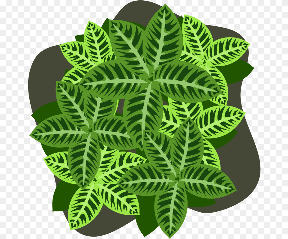 Fern, Green, Leaf, Plant, Vegetation Free Png