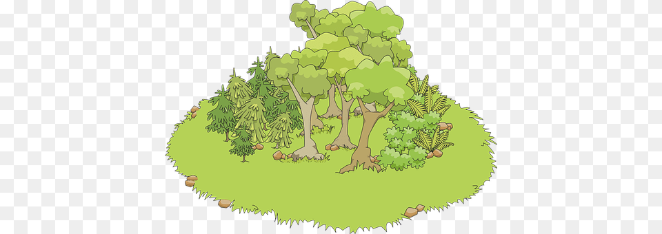 Fern Vegetation, Tree, Plant, Nature Free Png Download