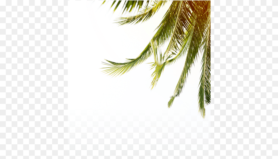 Fern, Leaf, Palm Tree, Plant, Summer Free Png