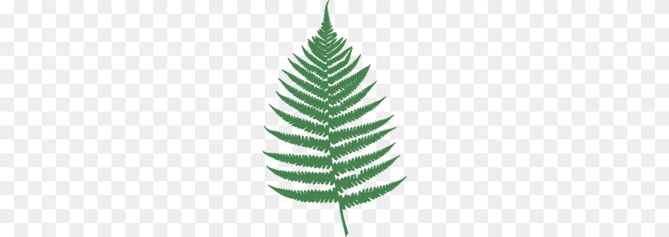 Fern Plant, Leaf, Person Png