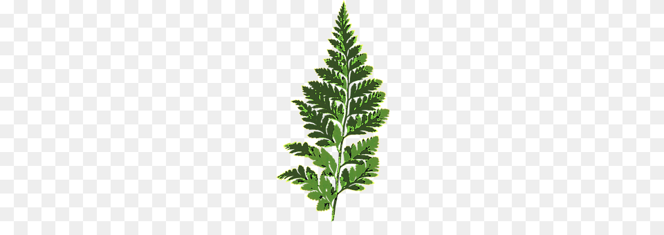 Fern Leaf, Plant, Tree, Green Png