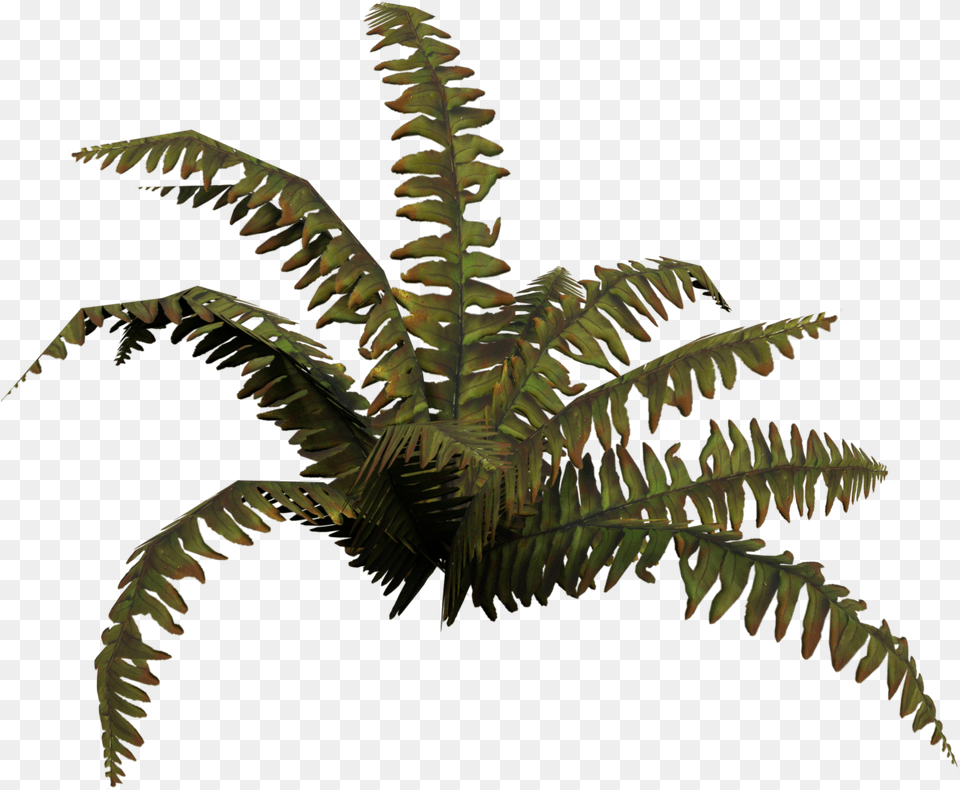 Fern, Plant, Leaf Png Image