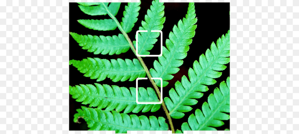 Fern, Plant, Leaf Free Png