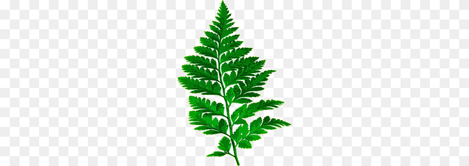 Fern Leaf, Plant, Herbs, Green Png