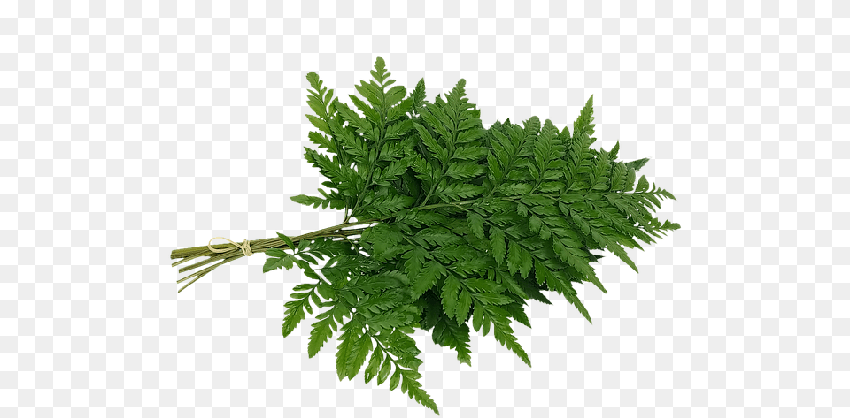 Fern, Plant, Leaf Free Png