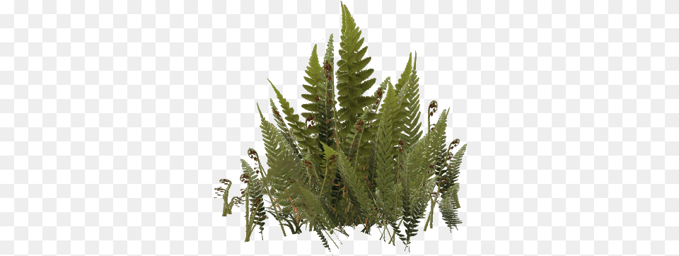 Fern 2 Image Fern, Plant Free Transparent Png