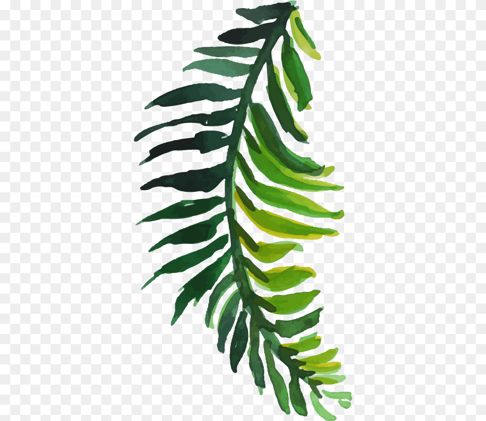 Fern, Leaf, Plant, Tree Png