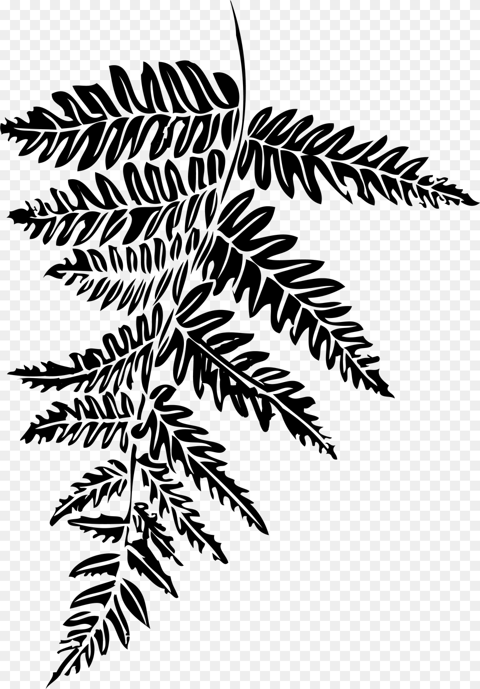 Fern, Gray Free Png Download