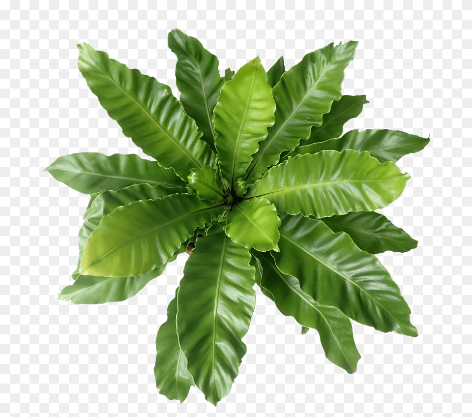 Fern, Leaf, Plant Png
