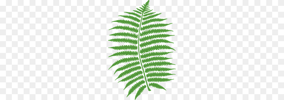 Fern Plant, Leaf Free Png