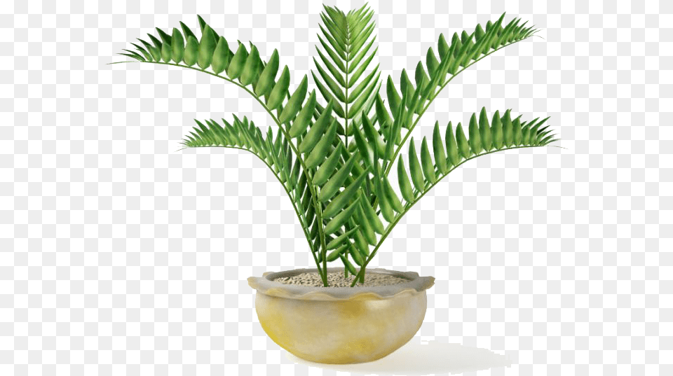 Fern, Leaf, Palm Tree, Plant, Potted Plant Png Image