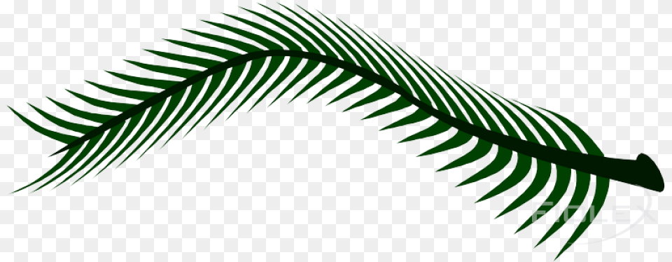 Fern, Plant, Tree Png