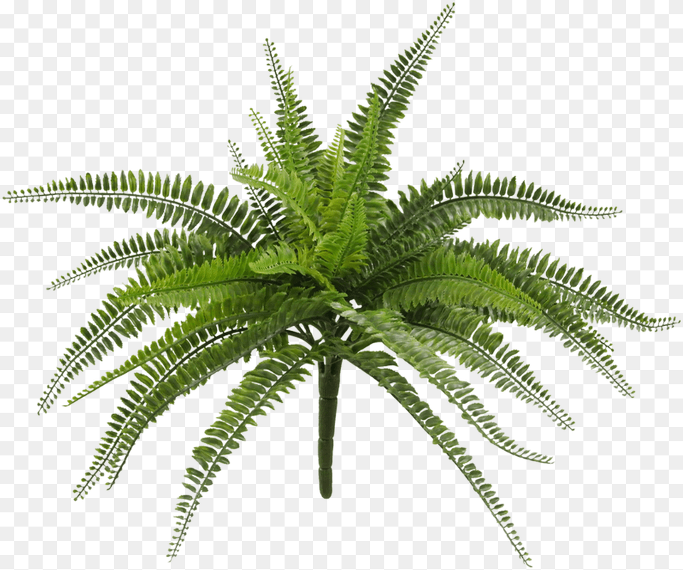 Fern, Plant, Leaf Free Png