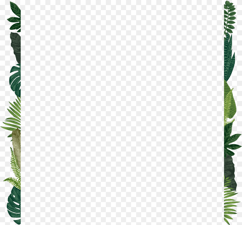 Fern, Vegetation, Green, Plant, Tree Png