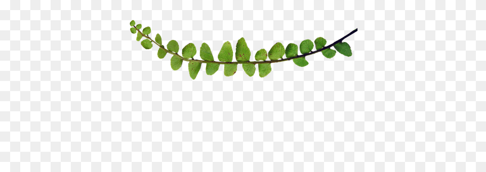 Fern Leaf, Plant Png