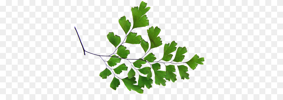 Fern Herbs, Leaf, Plant, Parsley Png