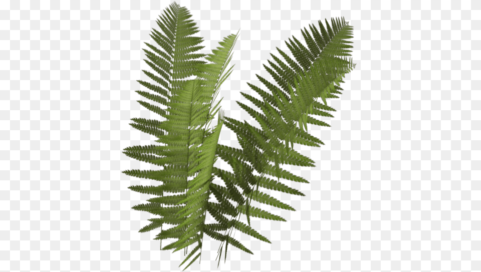 Fern 3 Image Fern With No Background, Plant Free Png