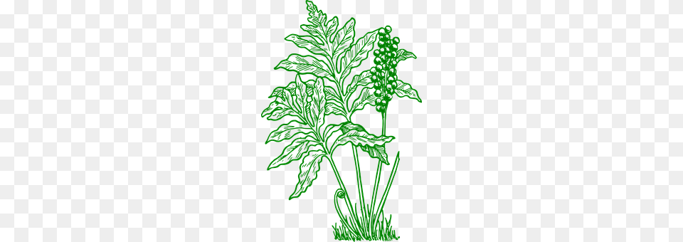 Fern Green, Herbs, Leaf, Plant Free Transparent Png