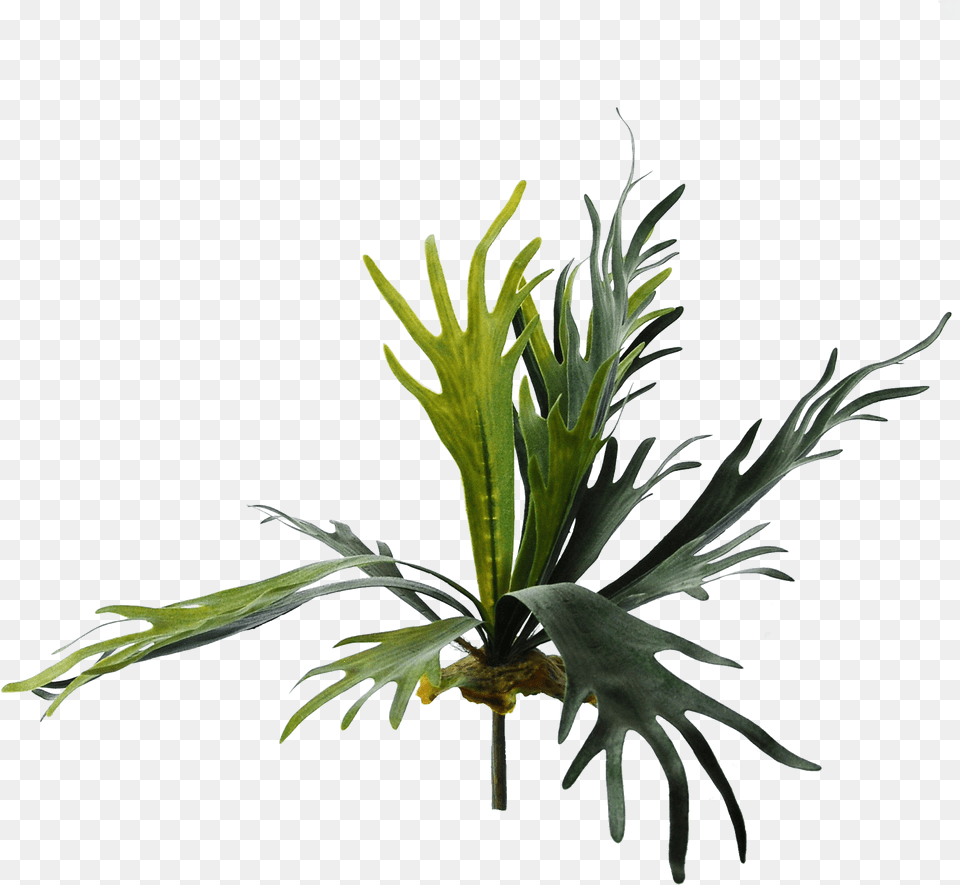 Fern, Leaf, Plant Free Png