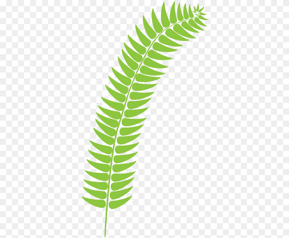 Fern, Leaf, Plant Free Transparent Png