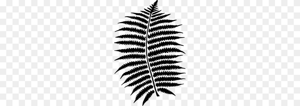 Fern Gray Png Image