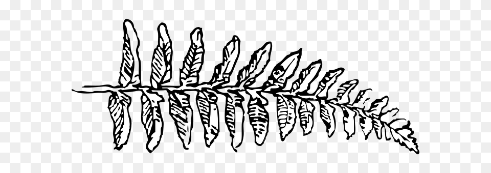 Fern Plant, Stencil, Text Free Transparent Png