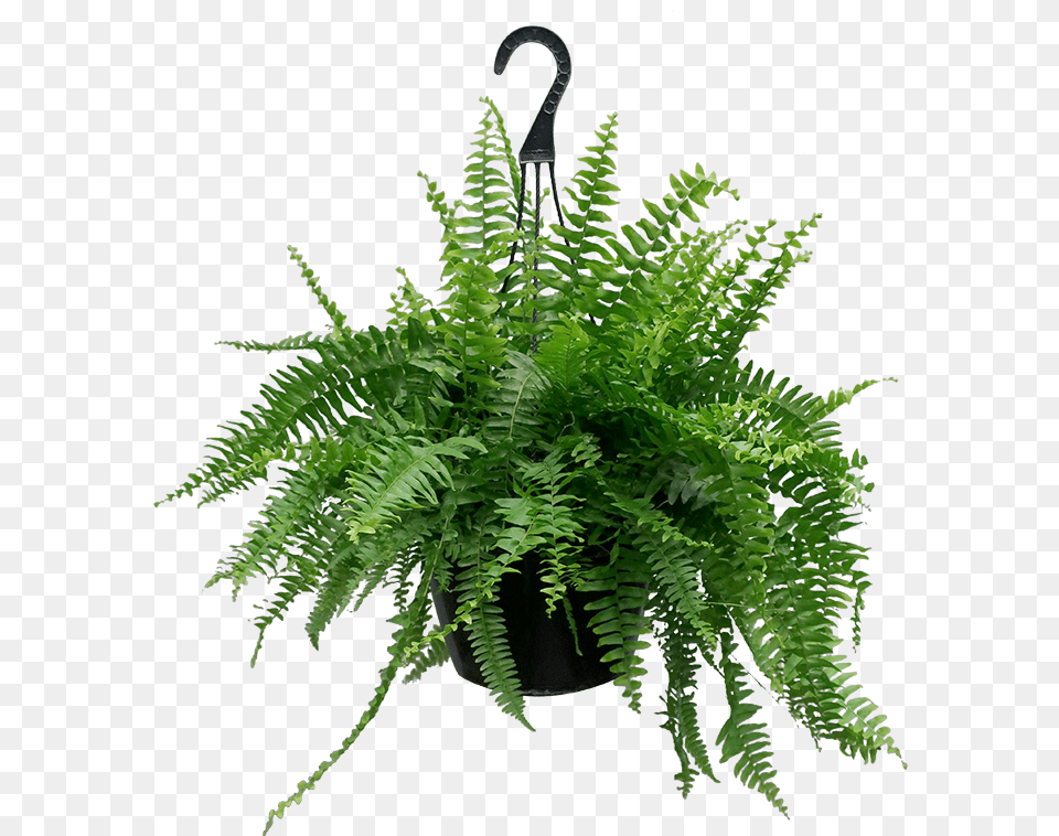 Fern, Plant Free Png Download