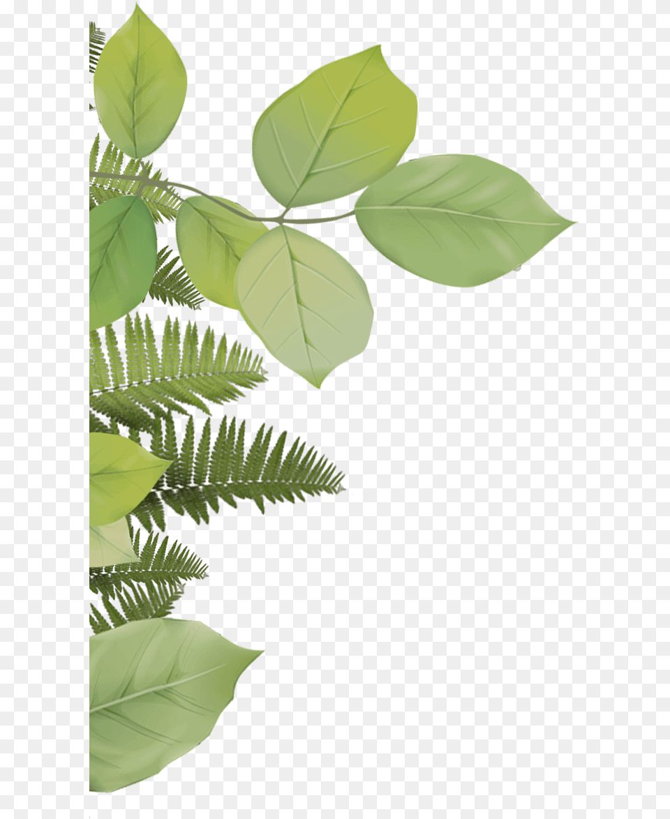 Fern, Leaf, Plant, Tree, Annonaceae Free Png