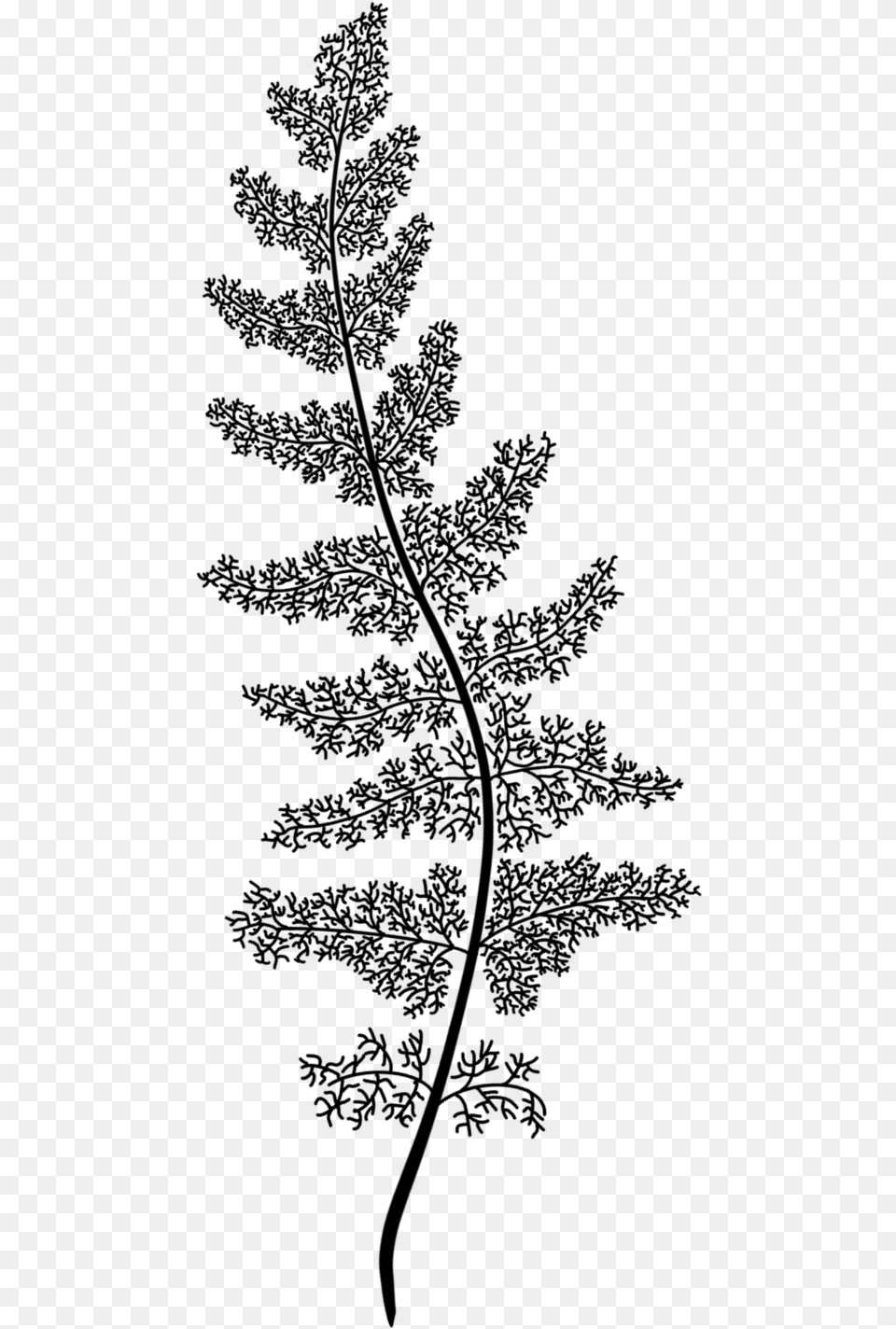 Fern, Gray Free Transparent Png